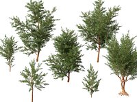 HighPolyLowPoly Casuarina equisetifolia - Australian pine tree