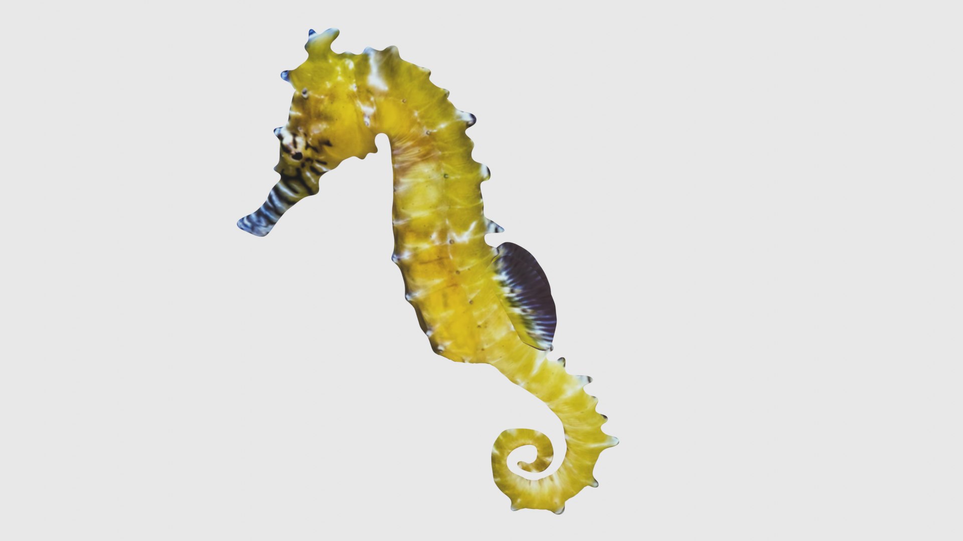 Low Poly Seahorse Rigged With Realistic Texture 3D Model - TurboSquid ...