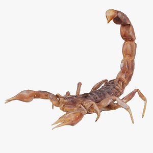 3D Scorpio Maurus Palmatus Scorpion Remastered model