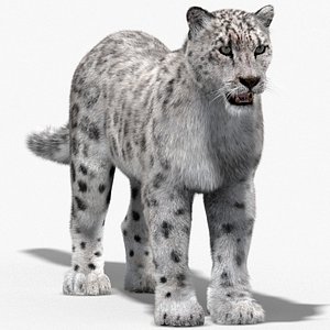 Snow Leopard Fur