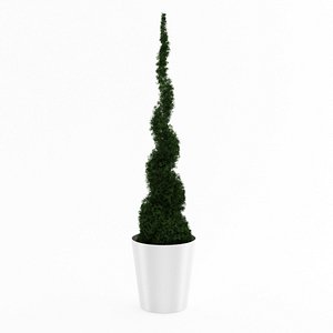 3d thuja potted