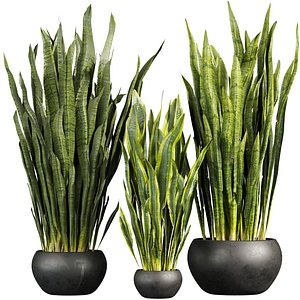 plant vol 912 - indoor - sansveria - leaf 3D