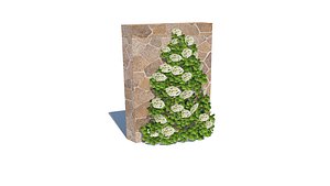 3D Hydrangea petiolaris - Climbing hydrangea