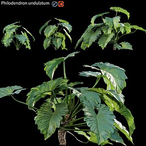 3D Philodendron undulatum