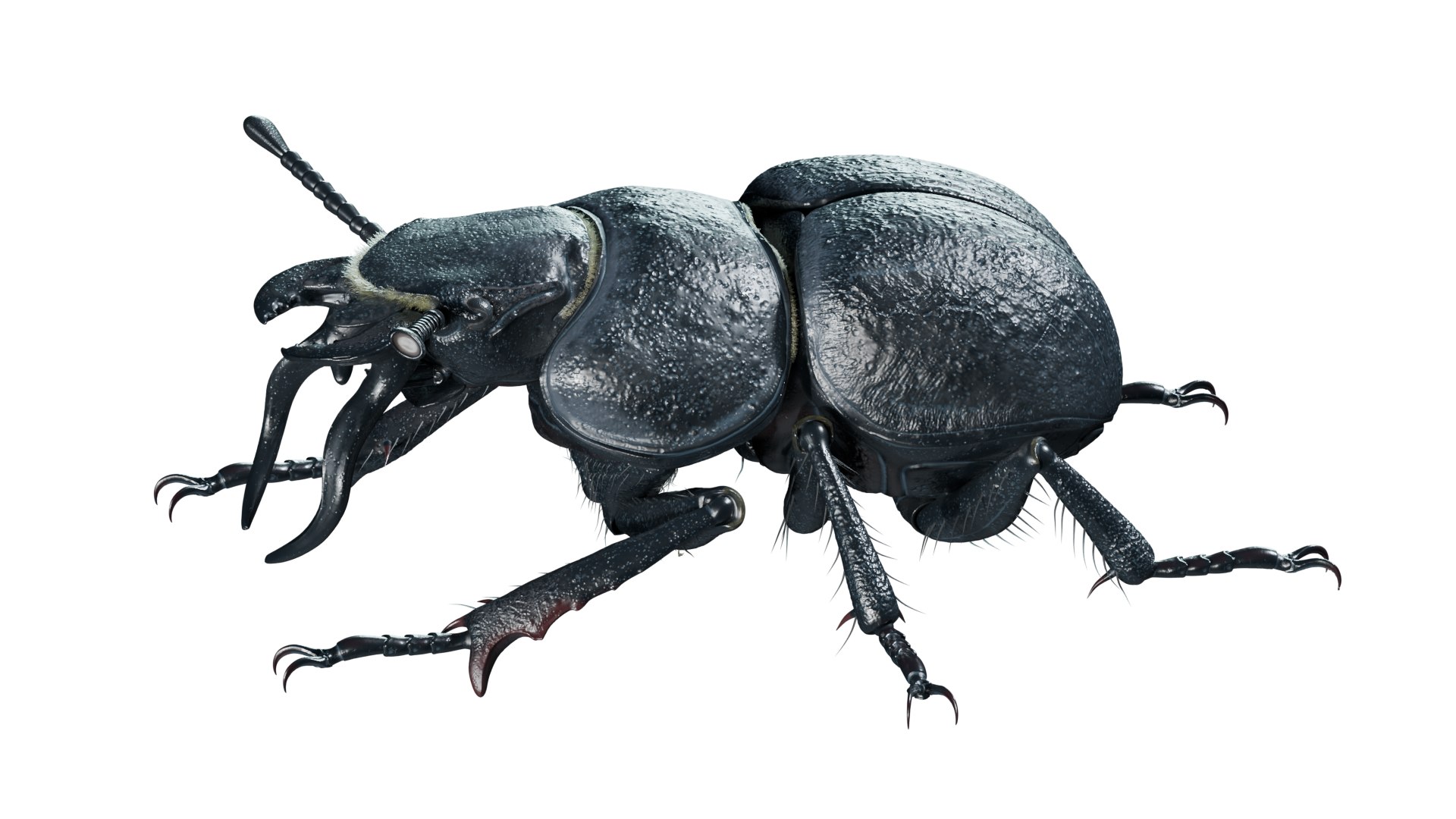 3D Lethrus apterus rigged https://p.turbosquid.com/ts-thumb/LB/R4sPOb/Mg/3/png/1753191386/1920x1080/fit_q87/83da85d84c351db2c0e4f4aae5f657fe5c43b96e/3.jpg