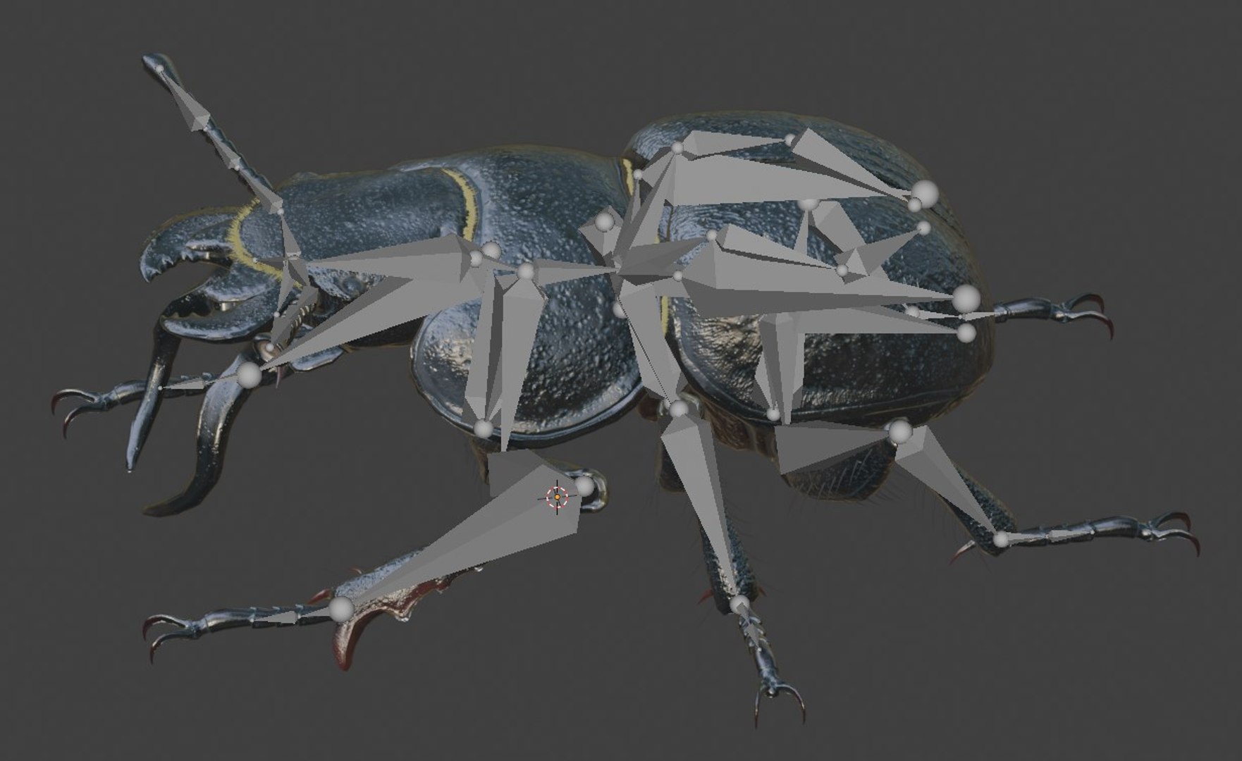 3D Lethrus apterus rigged https://p.turbosquid.com/ts-thumb/LB/R4sPOb/NQ/skeleton/jpg/1753190914/1920x1080/fit_q87/ccb95eb575127657ab61d39e9d193abc8edcfd3a/skeleton.jpg
