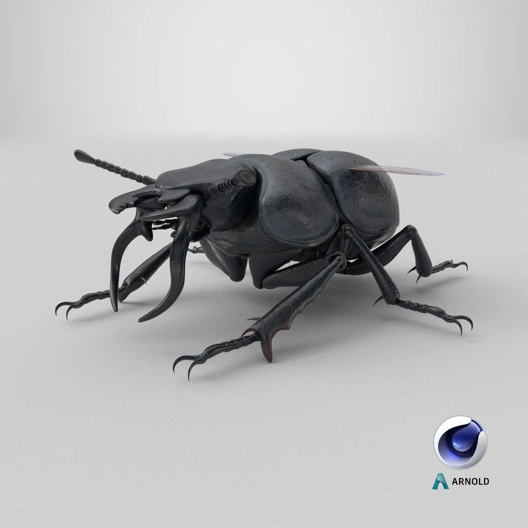 3D Lethrus apterus rigged https://p.turbosquid.com/ts-thumb/LB/R4sPOb/TC/stemcell_cinema_4d_arnold_render/png/1770992864/1920x1080/fit_q87/99915be02e5de059c9faeabc34d7341756002159/stemcell_cinema_4d_arnold_render.jpg