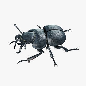 Lethrus apterus rigged