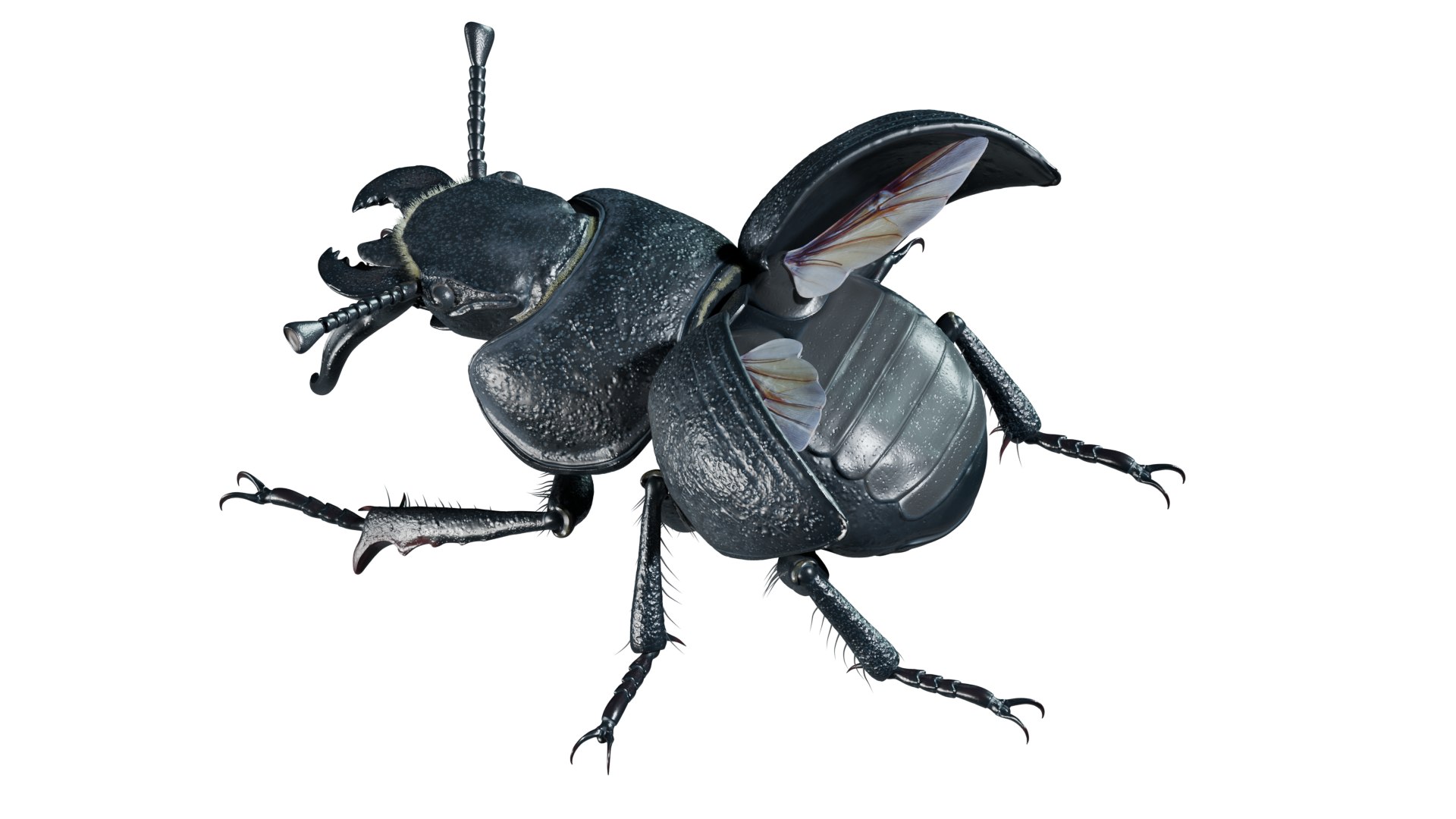 3D Lethrus apterus rigged https://p.turbosquid.com/ts-thumb/LB/R4sPOb/zL/5/png/1761578557/1920x1080/fit_q87/9b38688ce3c5aaa7ea68c6723a905fcf345d2422/5.jpg