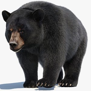 Black Bear Animated Fur 3D model