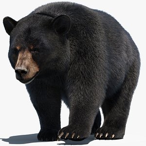 Black Bear Animated Fur 3D model
