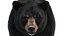 Pelliccia animata dell'orso nero 3D