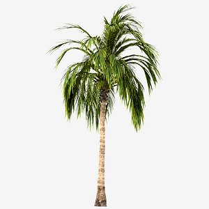 3D Set of Coconut Palm or Cocos Nucifera Trees