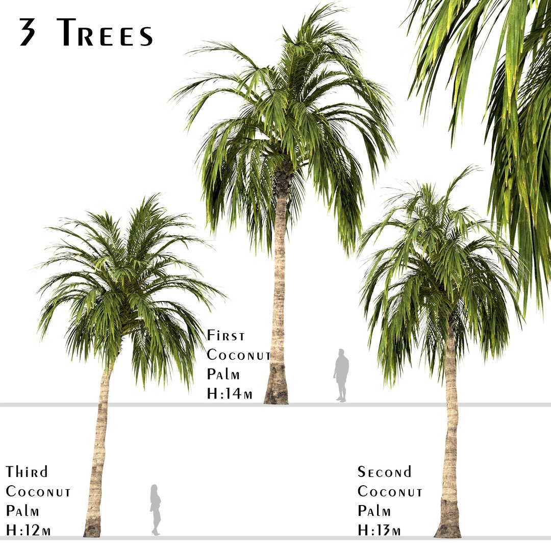 3D Set Of Coconut Palm Or Cocos Nucifera Trees - TurboSquid 1996127