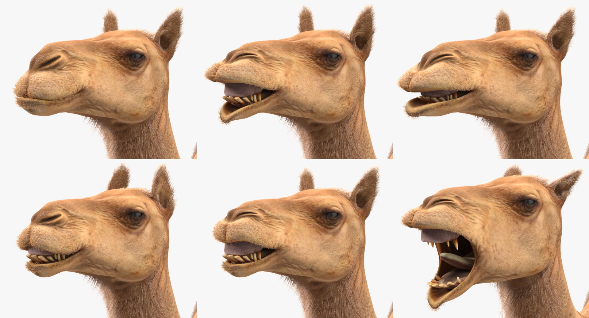 3d max camel rigged fur https://p.turbosquid.com/ts-thumb/LB/ZbPLKK/0hQMpv5i/camelriggedwithfurmb3dmodel017/jpg/1487160289/1920x1080/fit_q87/0167079c7366d31502aba0b9f15b03ed6918d0b6/camelriggedwithfurmb3dmodel017.jpg