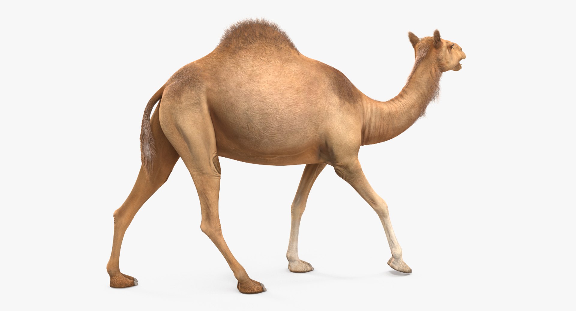 3d max camel rigged fur https://p.turbosquid.com/ts-thumb/LB/ZbPLKK/69YrE4kY/camelriggedwithfurmb3dmodel005/jpg/1487160289/1920x1080/fit_q87/1189c4401472f43bda5fb8bdb8fcafe0d038c7f4/camelriggedwithfurmb3dmodel005.jpg