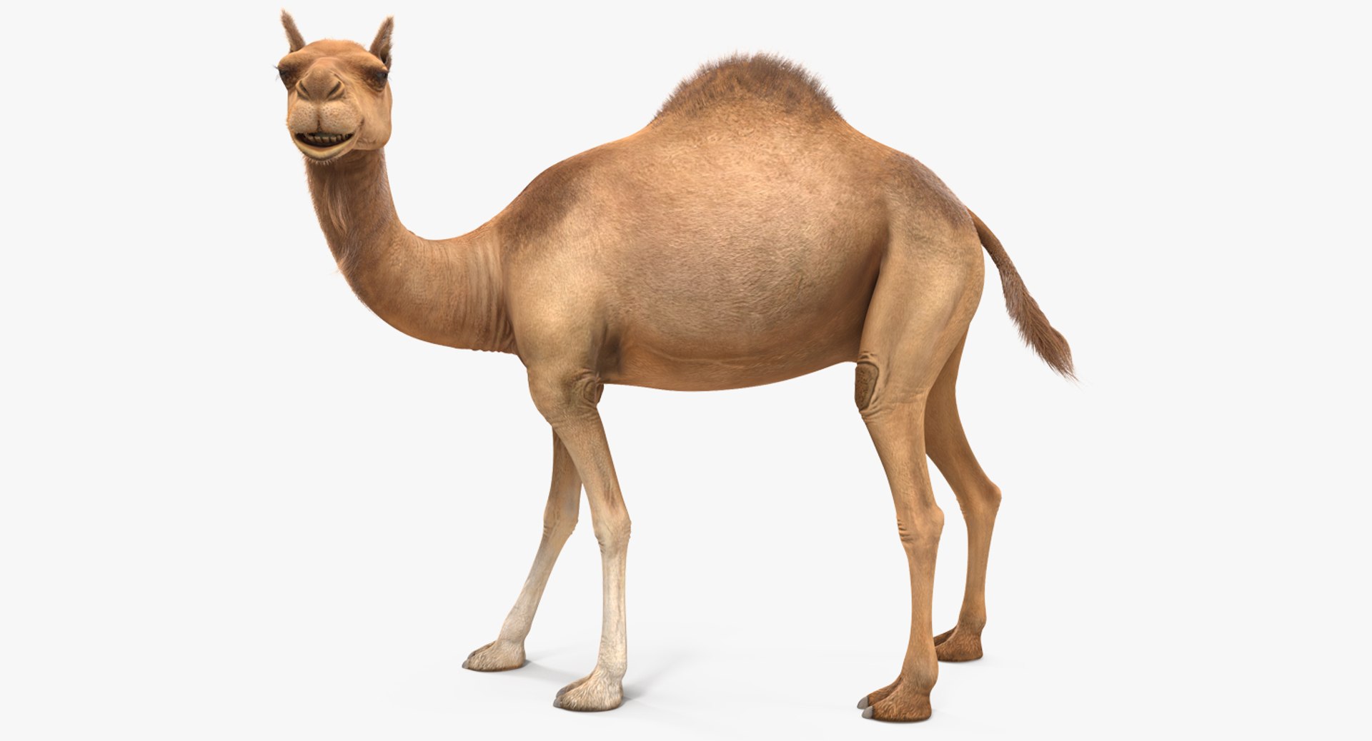 Camel Rigged with Fur 3D Model 3D model preview