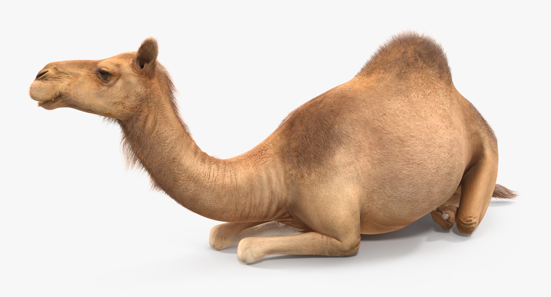3d max camel rigged fur https://p.turbosquid.com/ts-thumb/LB/ZbPLKK/R8G6UaFj/camelriggedwithfurmb3dmodel006/jpg/1487160289/1920x1080/fit_q87/421fc5bf34b3b0bcc24db5c01c98476213214cc7/camelriggedwithfurmb3dmodel006.jpg
