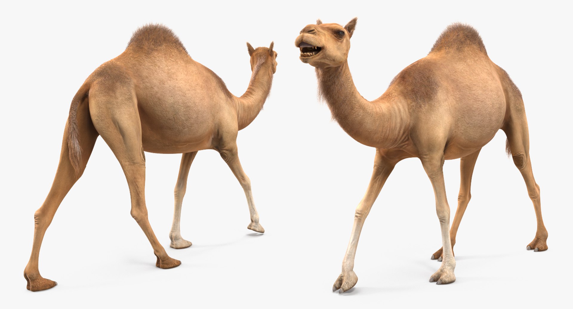 3d max camel rigged fur https://p.turbosquid.com/ts-thumb/LB/ZbPLKK/VUAlC6eZ/camelriggedwithfurmb3dmodel011/jpg/1487160289/1920x1080/fit_q87/9519f9666de3add40870e3754249edc1d911bbda/camelriggedwithfurmb3dmodel011.jpg