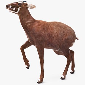 3D model Saola Rigged