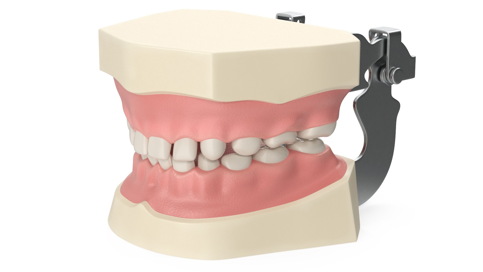 Manikin Dental Typodont Pediatric Model with Removable Overbite Teeth 3D model preview