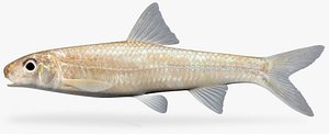 Macrhybopsis storeriana Silver Chub