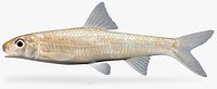 Macrhybopsis storeriana Silver Chub