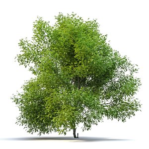 Pecan tree model