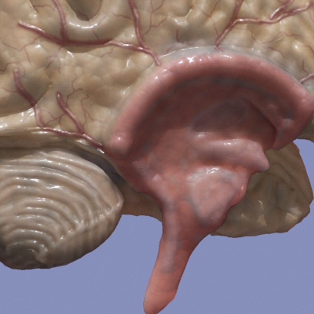 3d brain https://p.turbosquid.com/ts-thumb/LC/MsahUj/0J5MgOUH/3/jpg/1288571680/1920x1080/fit_q87/a2253eedb9ef8d123dbb46a50f35aece5f46360a/3.jpg