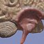 Brain