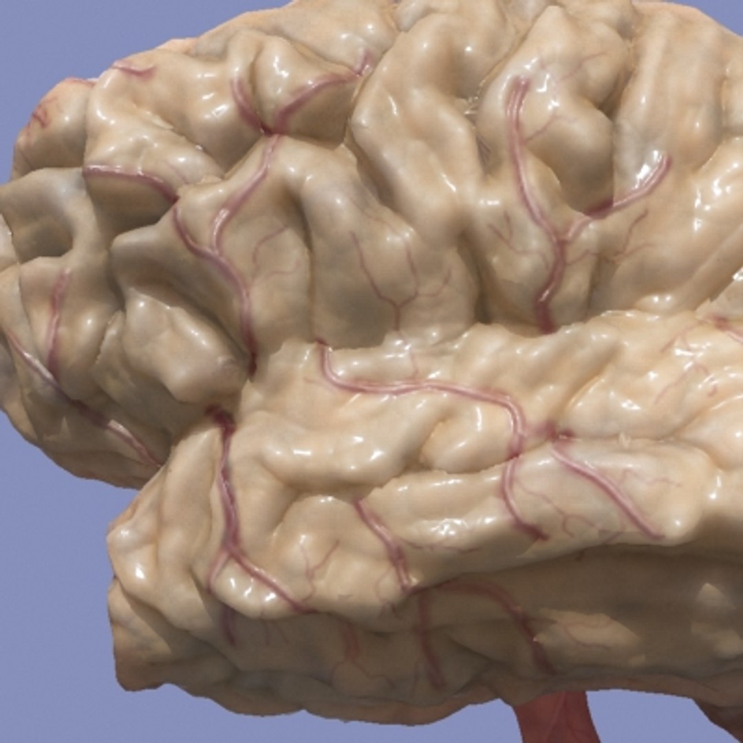 3d brain https://p.turbosquid.com/ts-thumb/LC/MsahUj/BHHjffcW/5/jpg/1288571680/1920x1080/fit_q87/9a3ec065df3974256d6d01151da775456e2fbbc1/5.jpg