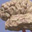Brain