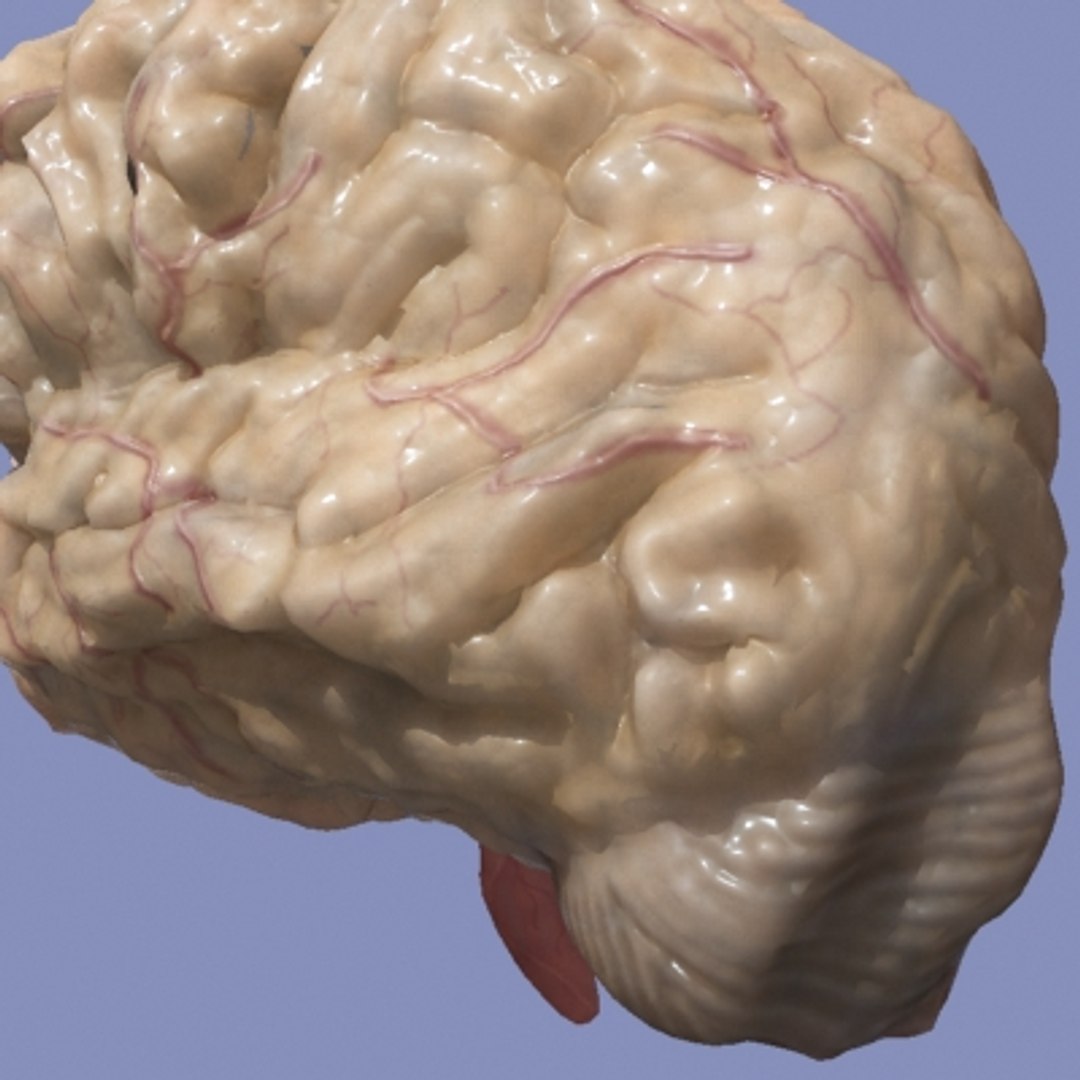 3d brain https://p.turbosquid.com/ts-thumb/LC/MsahUj/BJUXPnSr/4/jpg/1288571680/1920x1080/fit_q87/323f91f51551c1a6caf46313a22d66f32a3a2c97/4.jpg