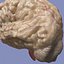 Brain