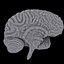 Brain