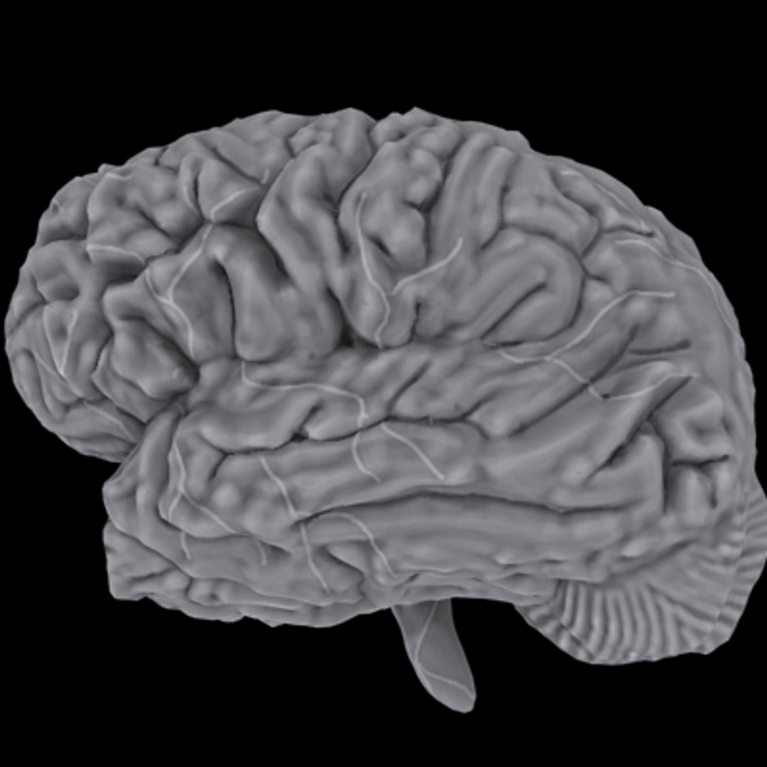 3d brain https://p.turbosquid.com/ts-thumb/LC/MsahUj/P8EpYVL4/7/jpg/1288571680/1920x1080/fit_q87/aeadd2d0b591d9bc356b8c432b14e85435e14030/7.jpg