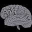 Brain