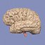 Brain