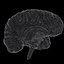 Brain