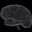 Brain