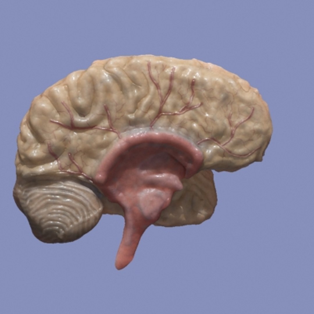 3d brain https://p.turbosquid.com/ts-thumb/LC/MsahUj/vDXXhxcP/2/jpg/1288571680/1920x1080/fit_q87/92e43d36d3241258f28477c38d1163fbd3acb92d/2.jpg