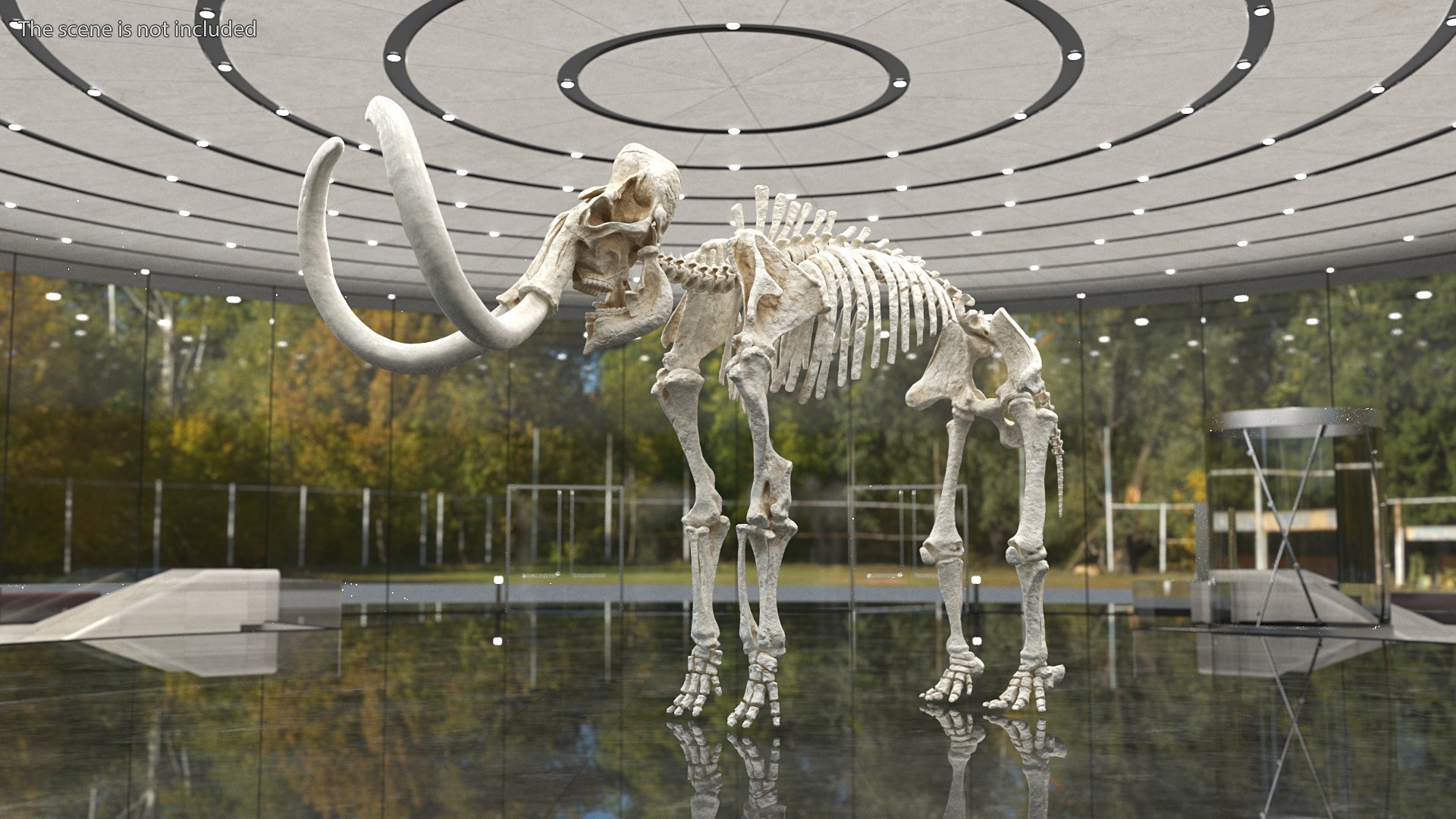 Dinosaur Skeletons Rigged for Maya Collection 3D model https://p.turbosquid.com/ts-thumb/LC/ZdHKiW/G8/rigged_dinosaur_skeletons_collection_for_maya_001/jpg/1767956405/1920x1080/fit_q87/57353874fae1ca42ae02dcbcc64a1cd3bf0b21a4/rigged_dinosaur_skeletons_collection_for_maya_001.jpg