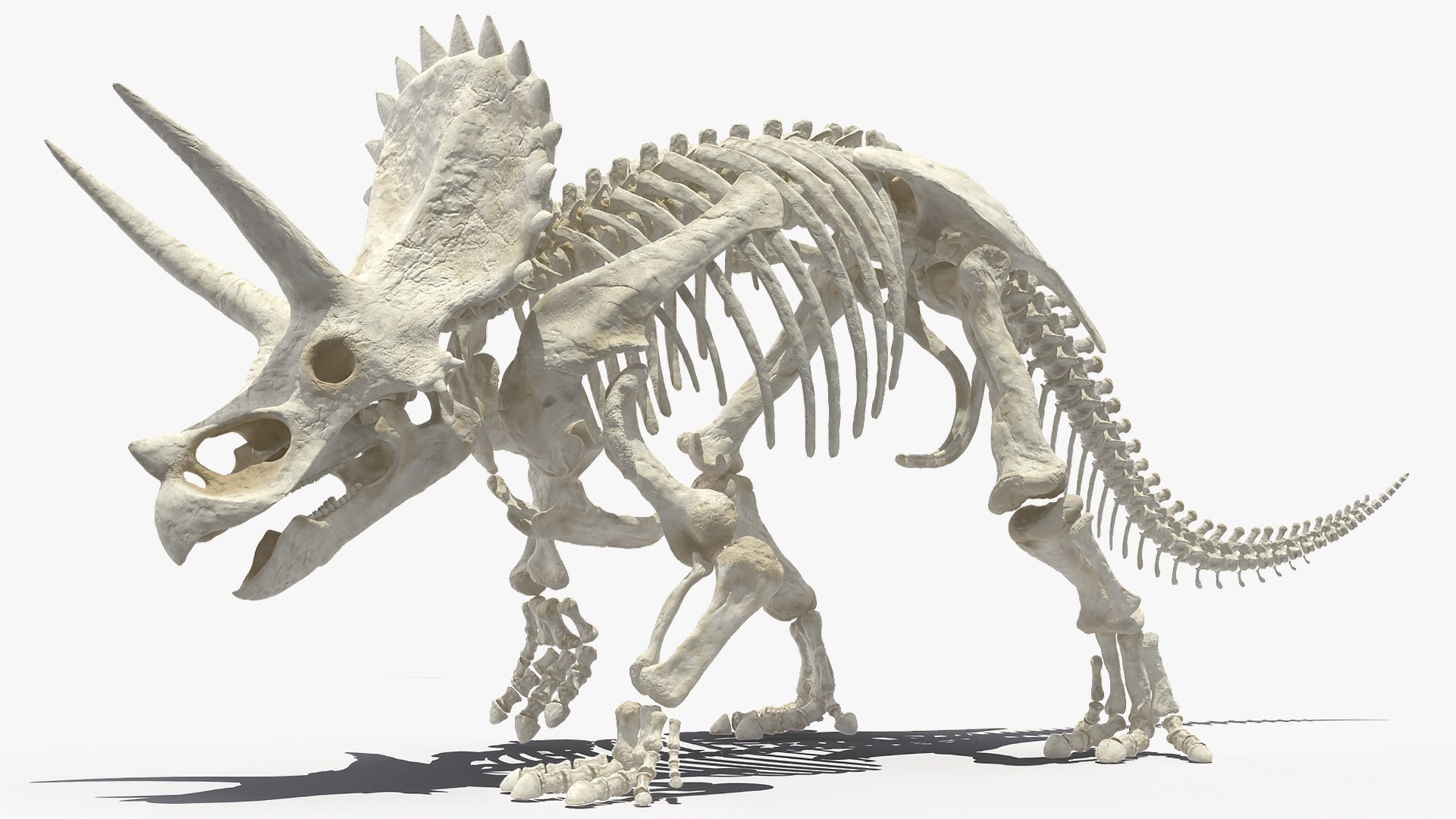 Dinosaur Skeletons Rigged for Maya Collection 3D model https://p.turbosquid.com/ts-thumb/LC/ZdHKiW/bs/rigged_dinosaur_skeletons_collection_for_maya_017/jpg/1767956413/1920x1080/fit_q87/1ff846a1ba680e664fee0051a5ac497416f4c771/rigged_dinosaur_skeletons_collection_for_maya_017.jpg