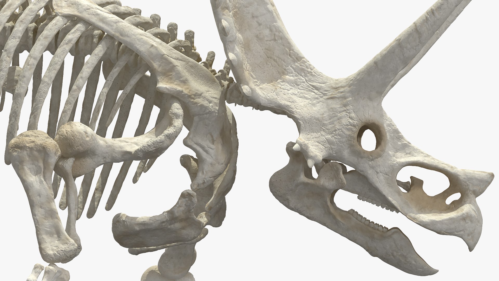 Dinosaur Skeletons Rigged for Maya Collection 3D model https://p.turbosquid.com/ts-thumb/LC/ZdHKiW/qI/rigged_dinosaur_skeletons_collection_for_maya_022/jpg/1767956415/1920x1080/fit_q87/7a80fd78f52c162026111a18a7d5de44b55feee7/rigged_dinosaur_skeletons_collection_for_maya_022.jpg