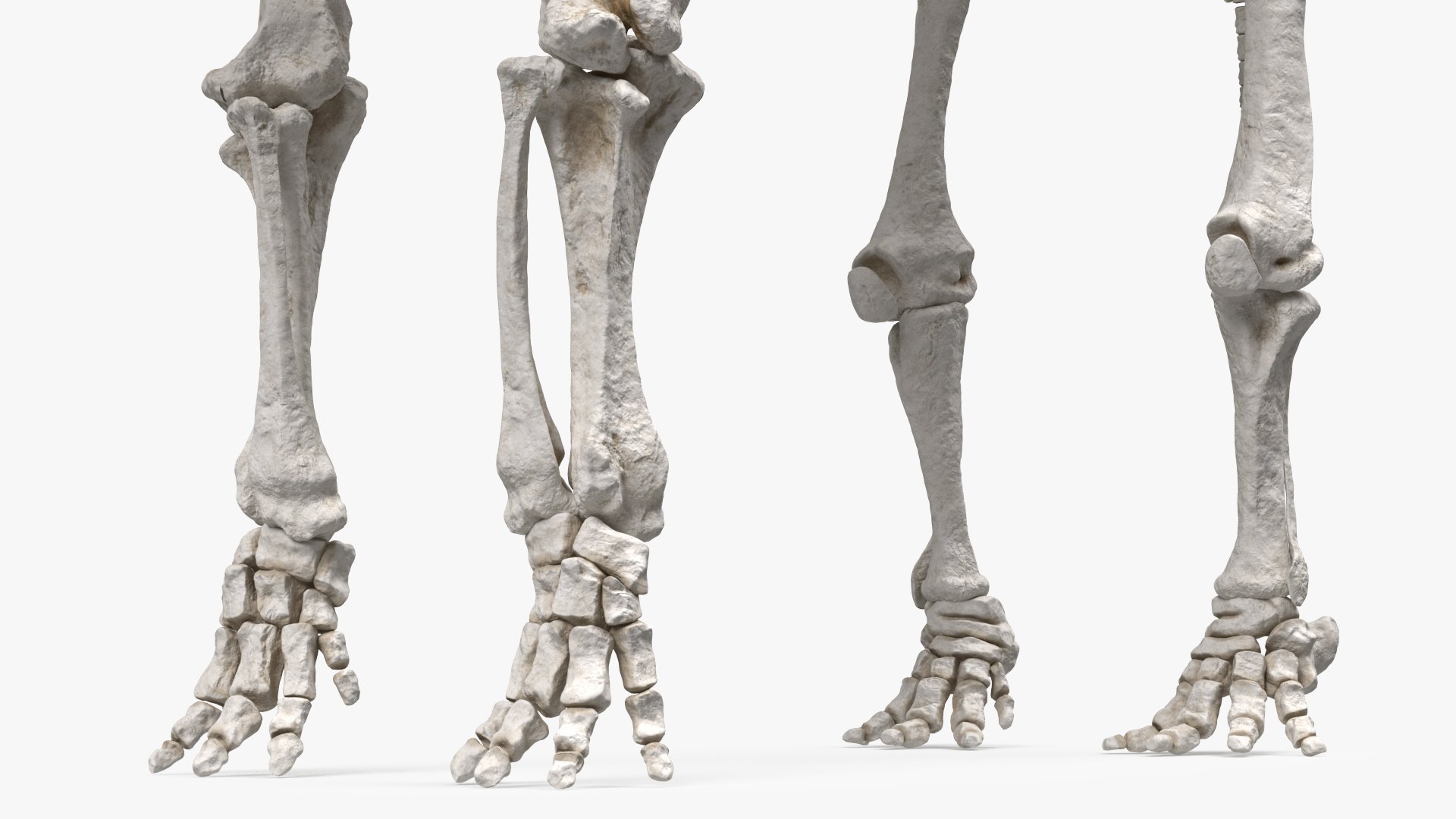 Dinosaur Skeletons Rigged for Maya Collection 3D model https://p.turbosquid.com/ts-thumb/LC/ZdHKiW/uW/rigged_dinosaur_skeletons_collection_for_maya_008/jpg/1767956408/1920x1080/fit_q87/533c93f66f7b21436f8d94eeb94610f185a40324/rigged_dinosaur_skeletons_collection_for_maya_008.jpg