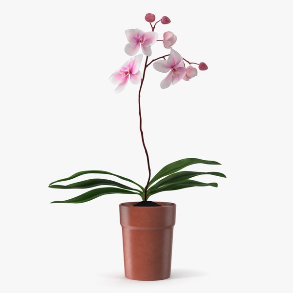 3D Terracotta Pot Orchid