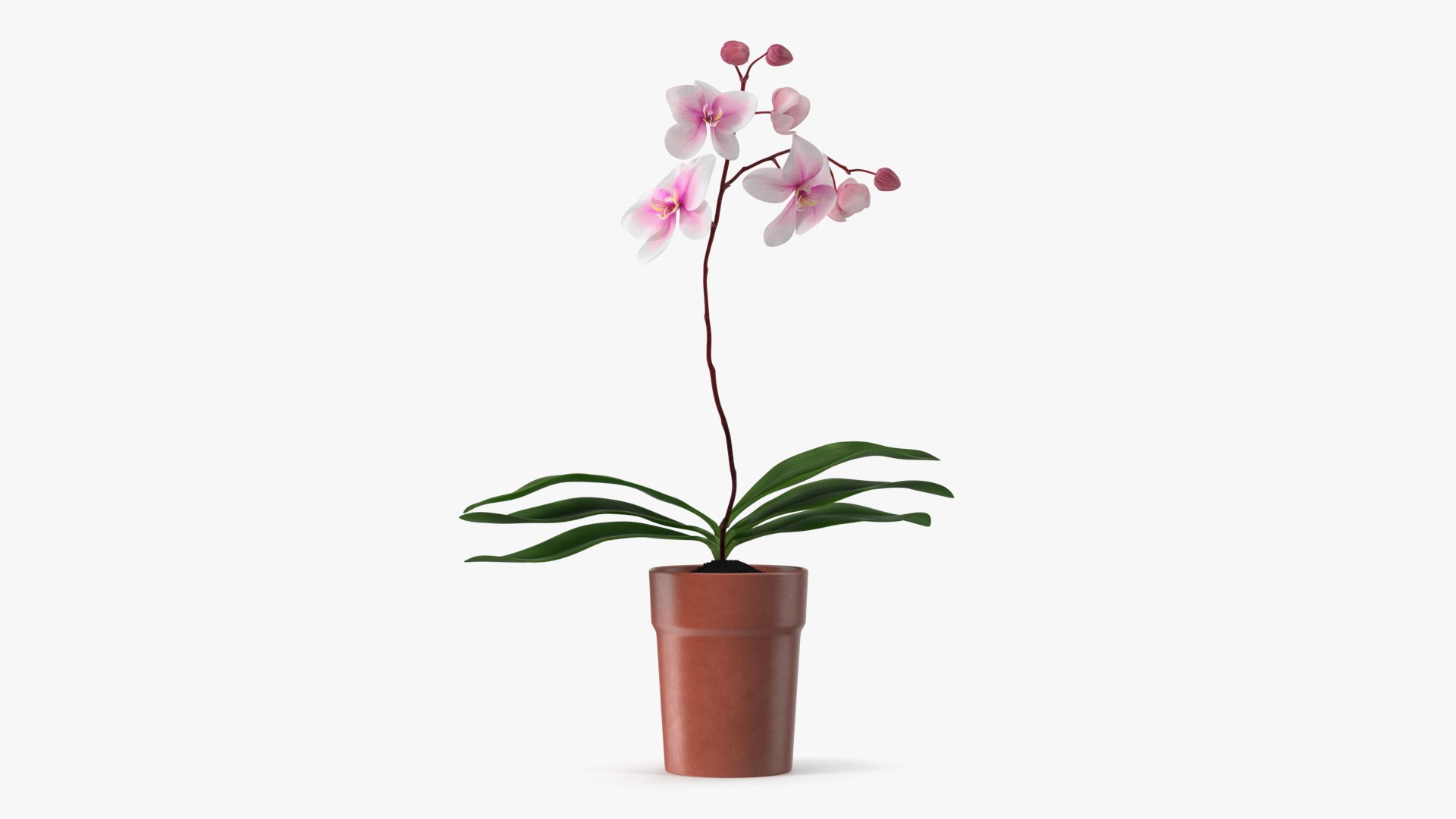 Terracotta Pot Orchid 3D model preview