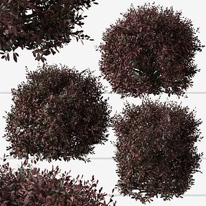 3D Set of Pittosporum Purpureum or Kohuhu Shrubs