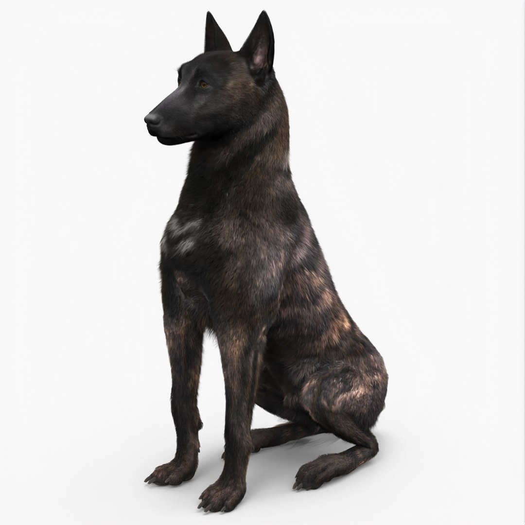 Dutch Shepherd Dog Sitting Fur for Maya 3D model preview