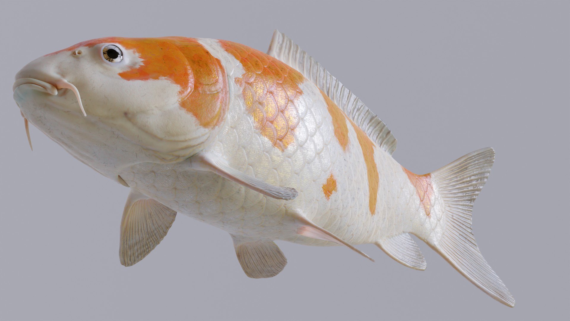 Koi Carp Ochiba 3D model https://p.turbosquid.com/ts-thumb/LC/pB0cTf/97/showcaseimage2/jpg/1641390051/1920x1080/fit_q87/11d0486dbabaa2b88f8409b77f8e38ed3b360cea/showcaseimage2.jpg